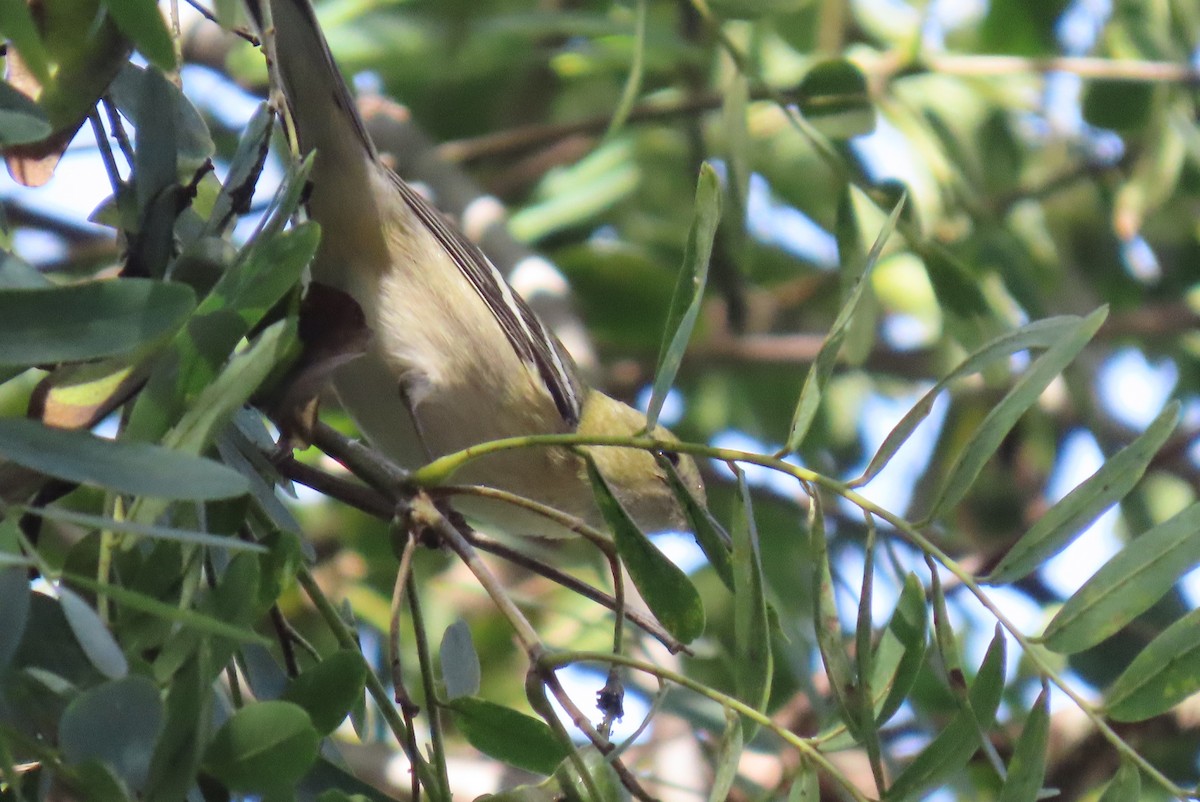 Reinita Castaña - ML646803178