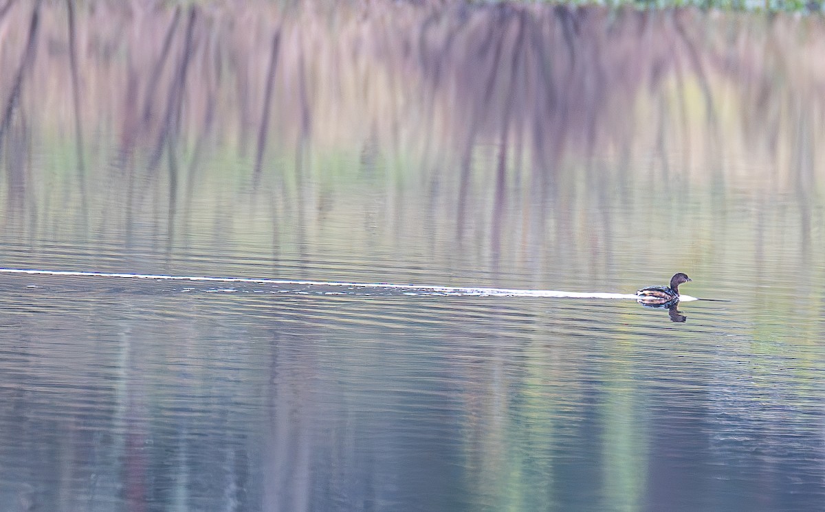 Pied-billed Grebe - ML646803179