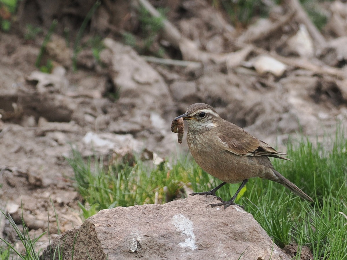 Buff-winged Cinclodes - ML646803180