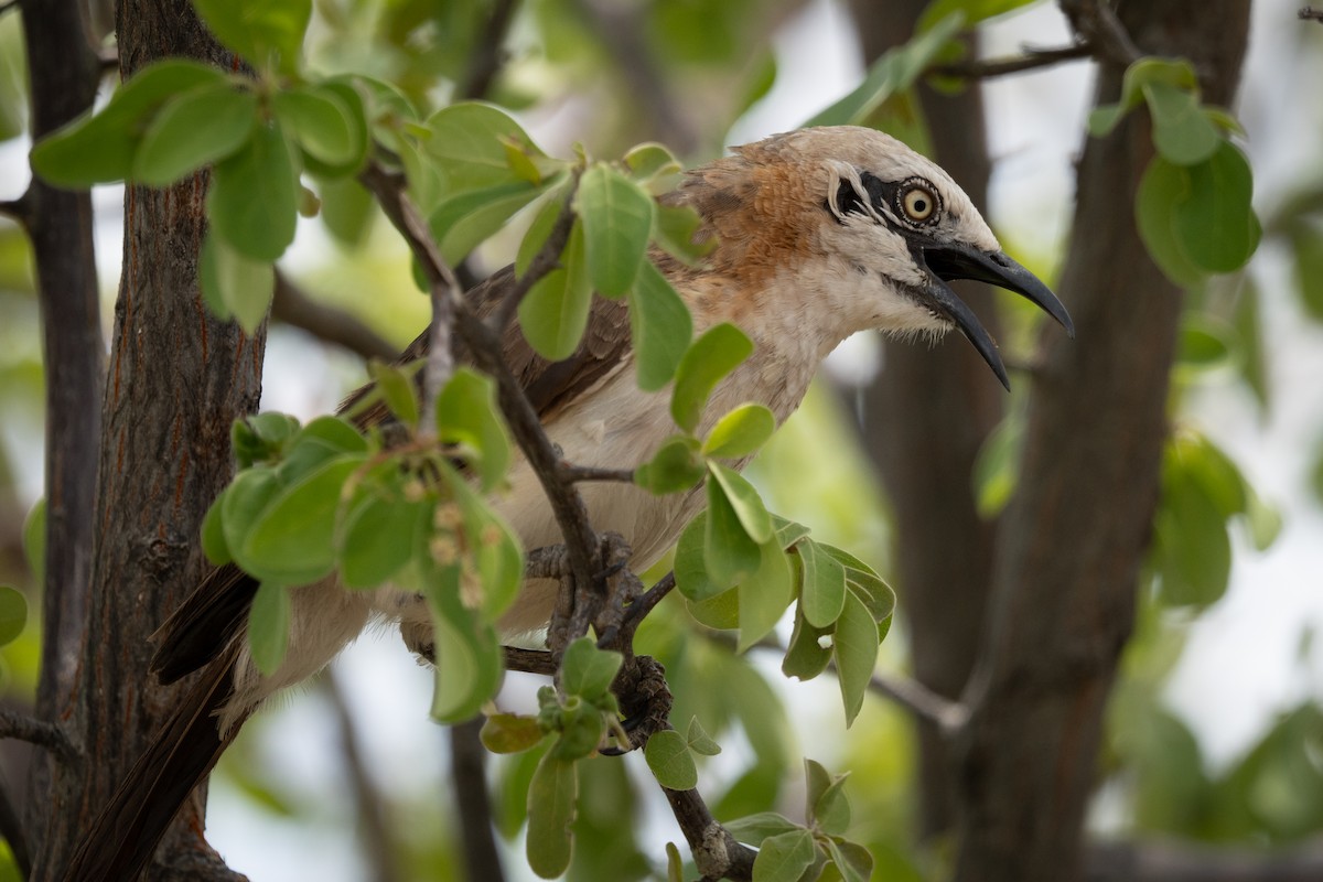 Bare-cheeked Babbler - ML646803186
