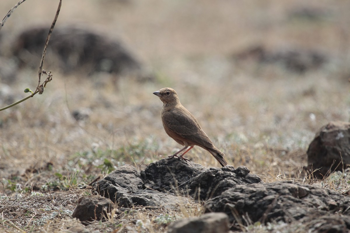 Ammomane à queue rouge - ML646803187