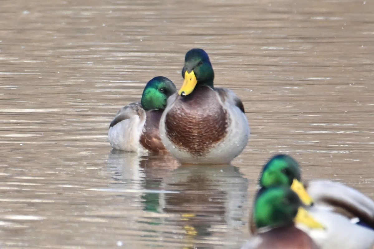 Mallard - ML646803189