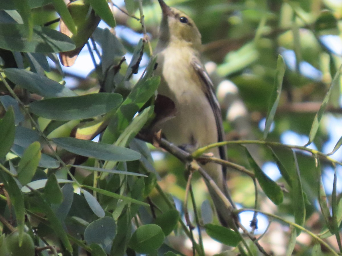 Reinita Castaña - ML646803190