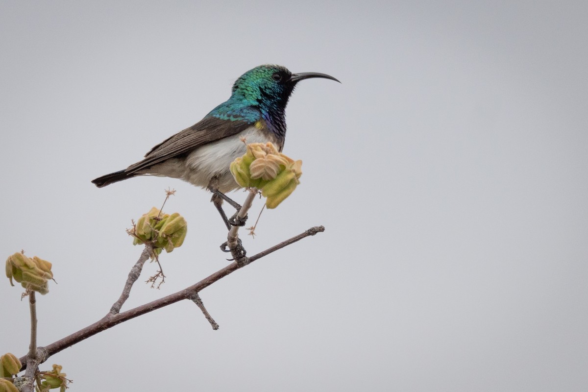 White-bellied Sunbird - ML646803192