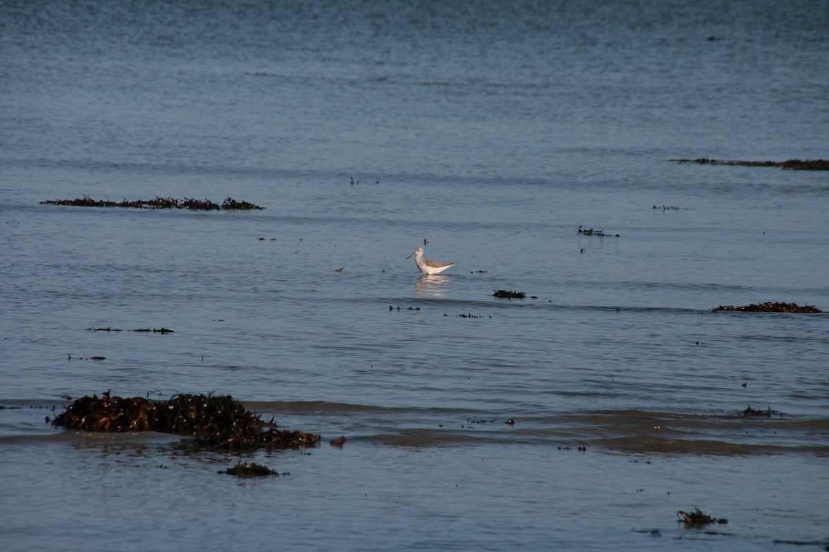 Common Greenshank - ML646803193