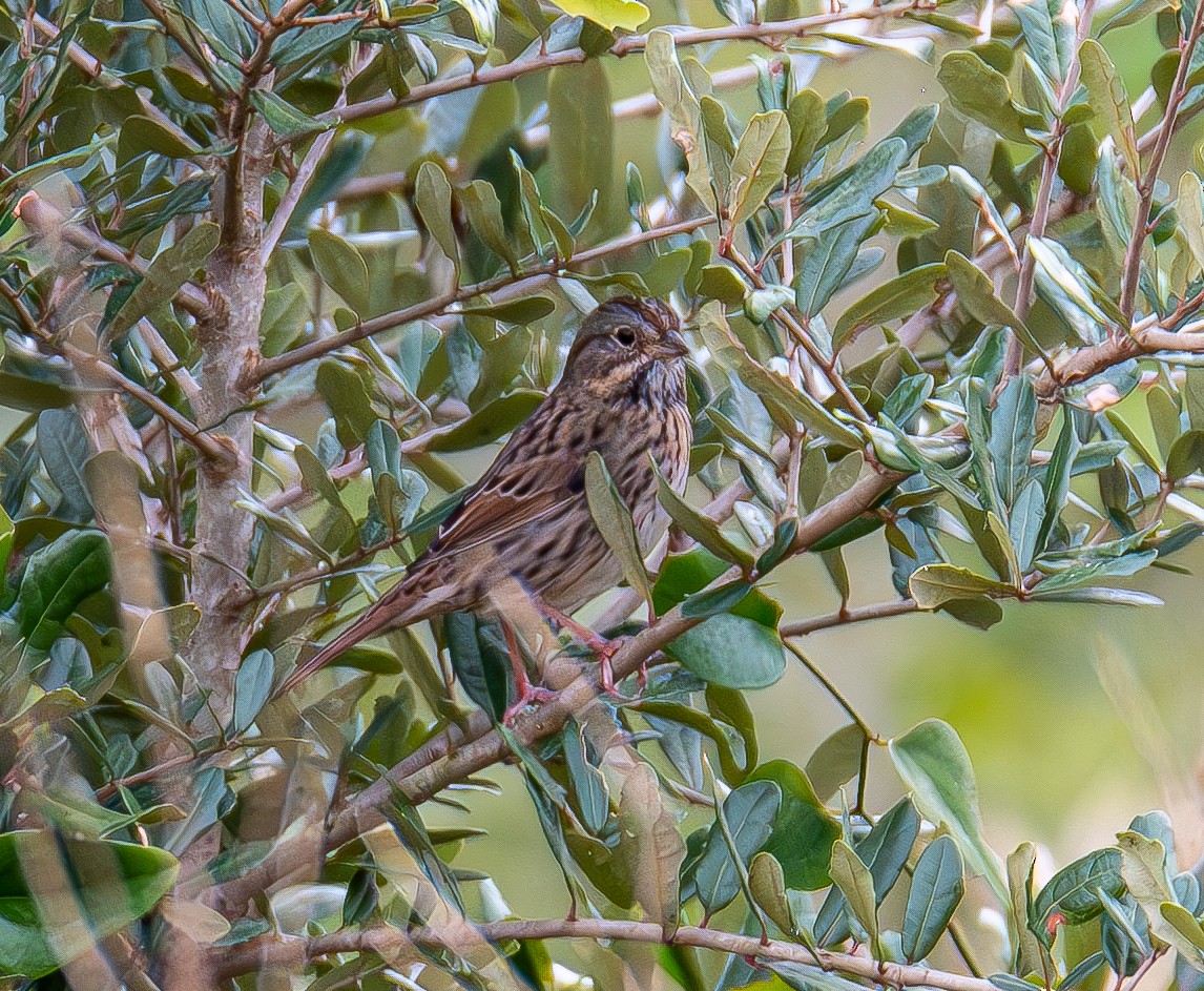 Lincoln's Sparrow - ML646803194