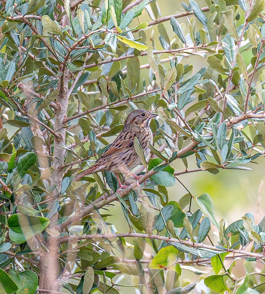 Lincoln's Sparrow - ML646803195