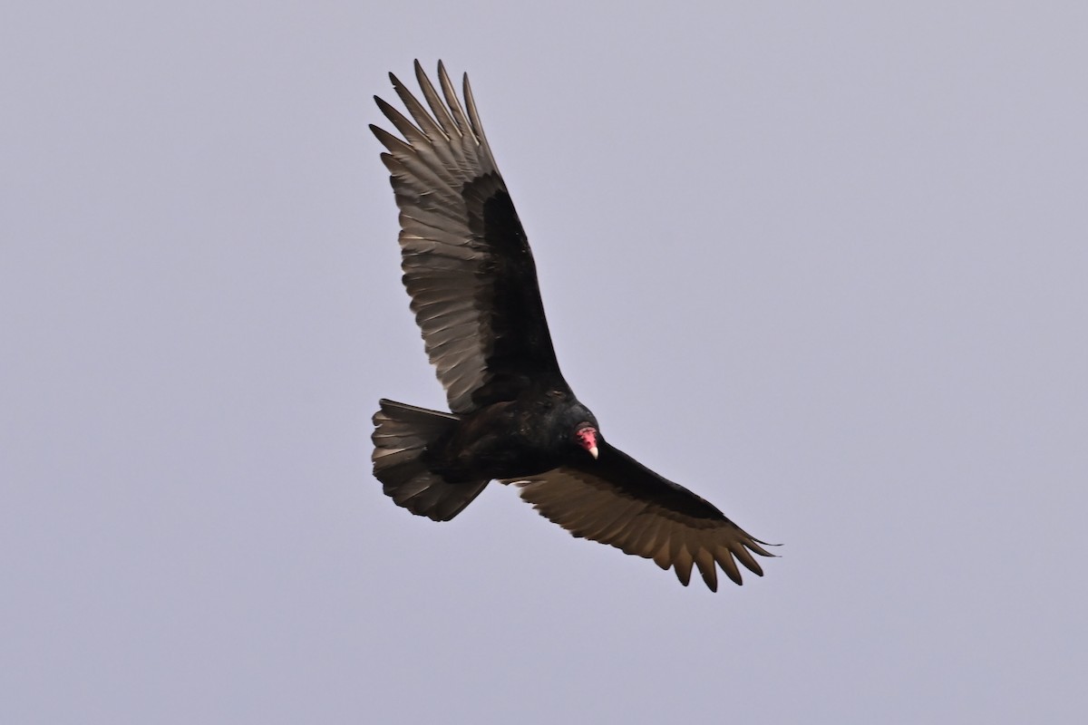 Turkey Vulture - ML646803196