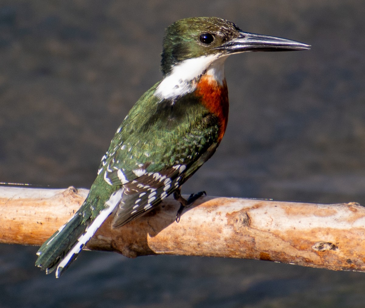 Green Kingfisher - ML646803197