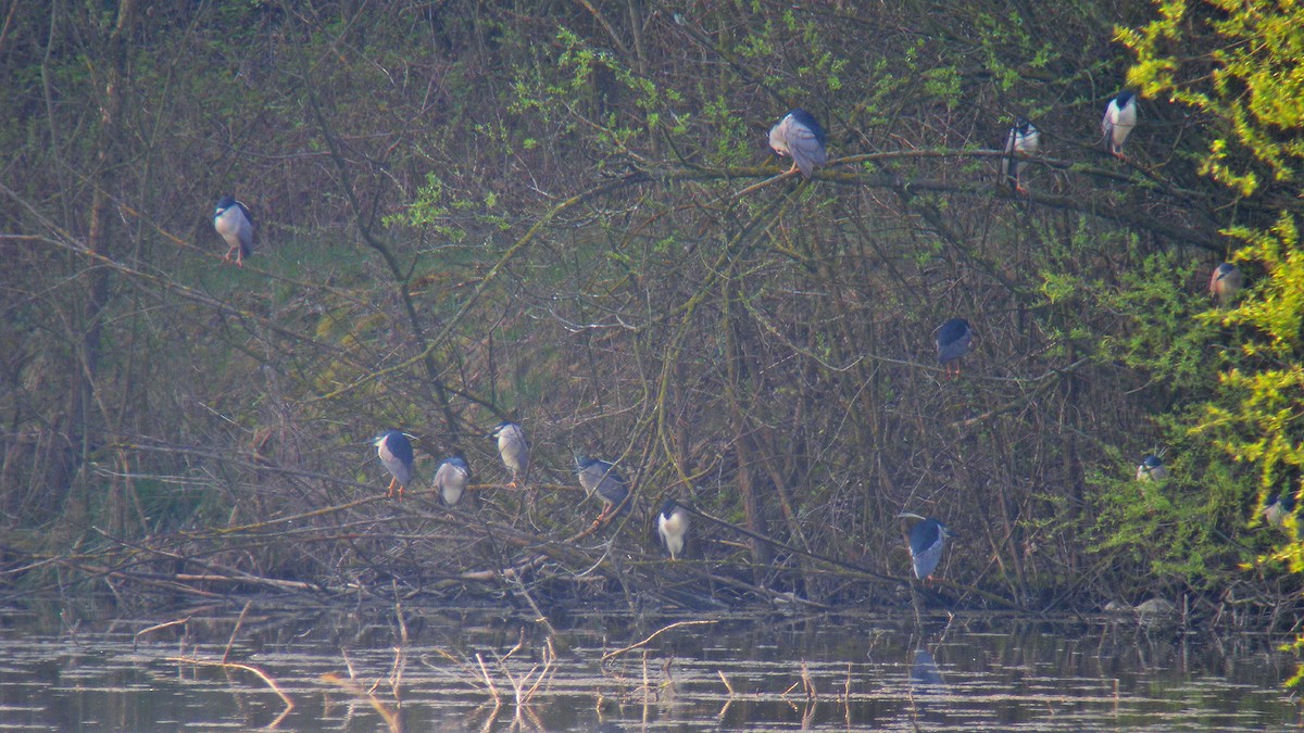 Black-crowned Night Heron - ML646803198