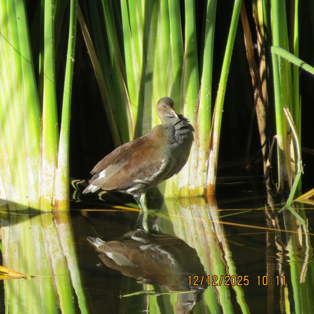 Common Gallinule - ML646803199