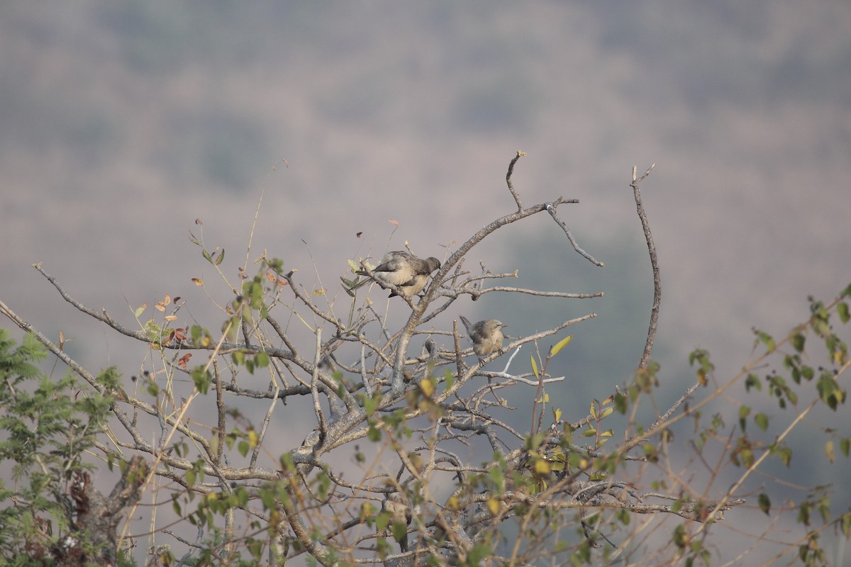 Large Gray Babbler - ML646803200