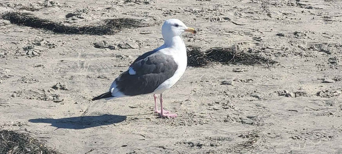 Western Gull - ML646803201