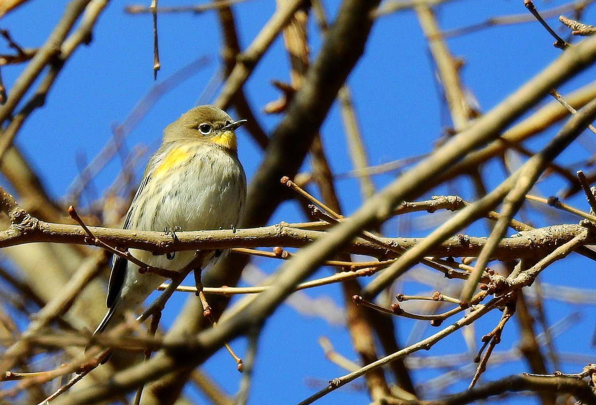 Yellow-rumped Warbler (Audubon's) - ML646803204