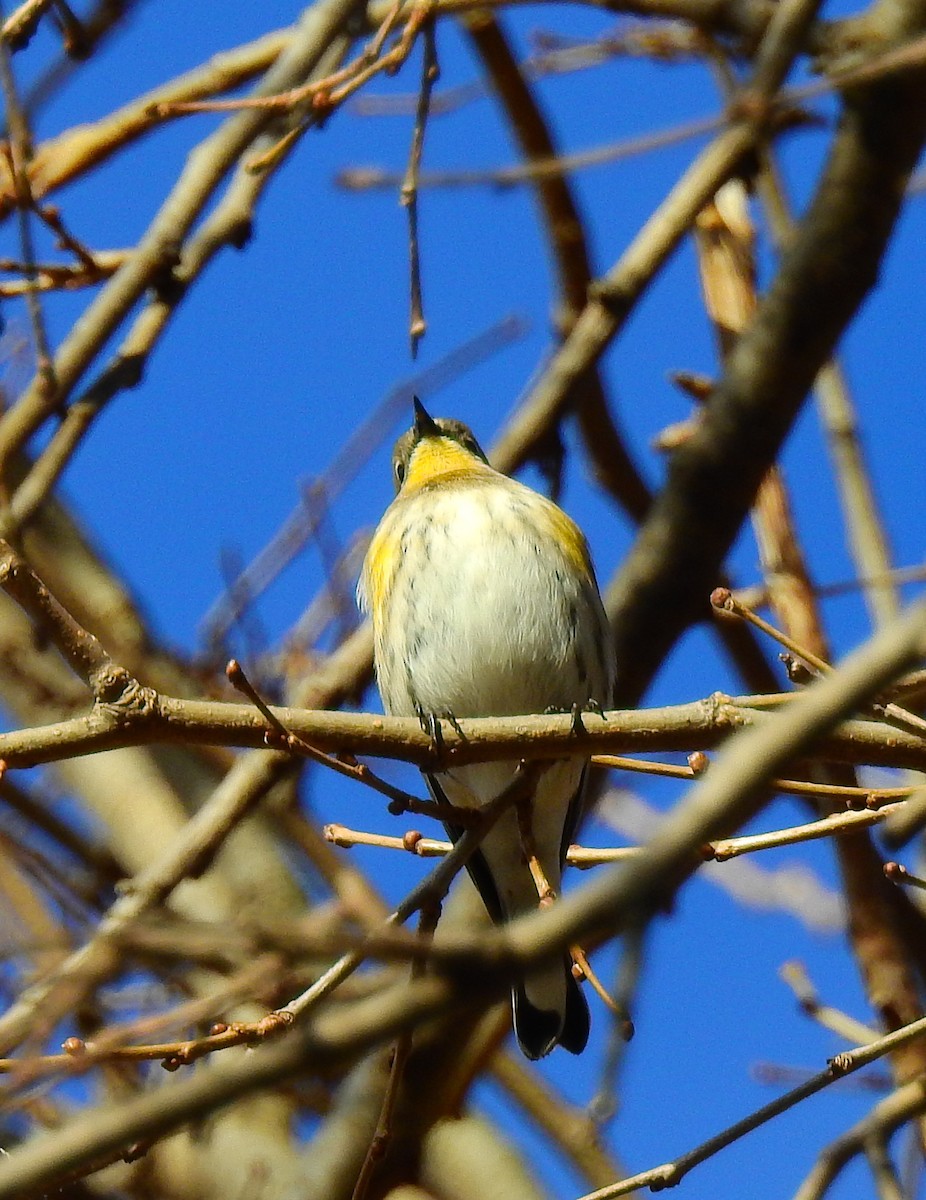 Yellow-rumped Warbler (Audubon's) - ML646803205