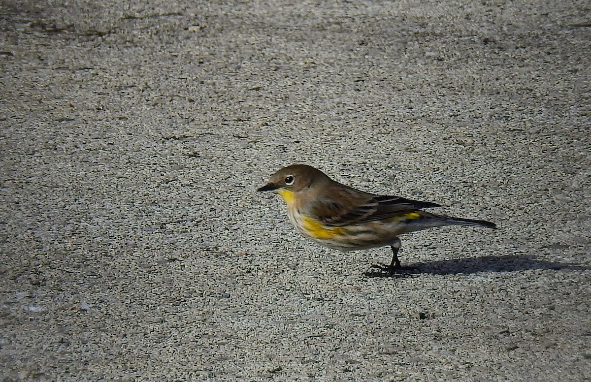 Yellow-rumped Warbler (Audubon's) - ML646803206