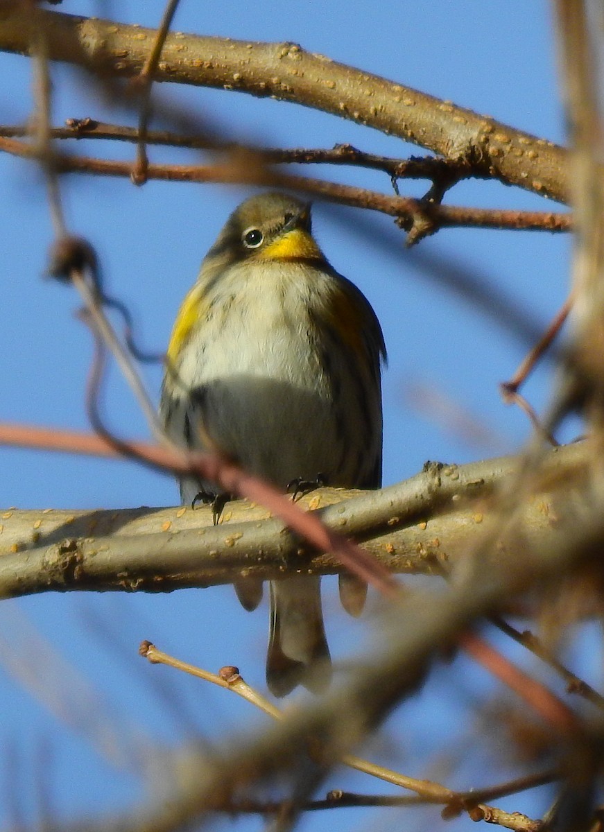 Yellow-rumped Warbler (Audubon's) - ML646803207