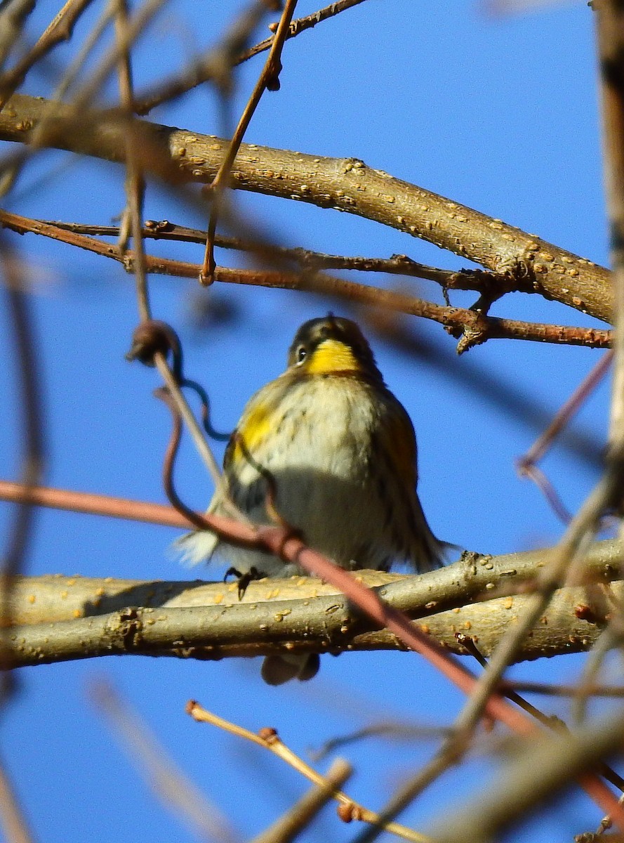 Yellow-rumped Warbler (Audubon's) - ML646803208