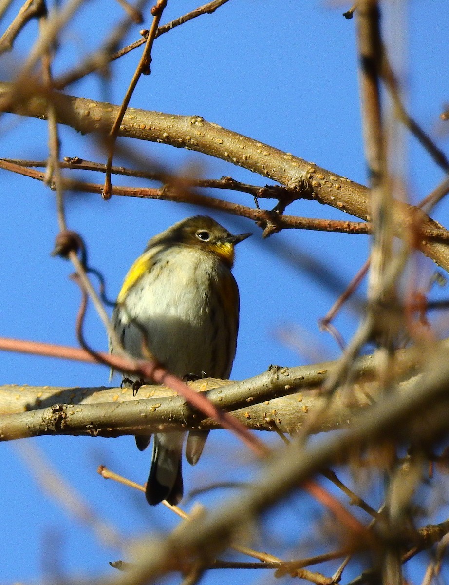 Yellow-rumped Warbler (Audubon's) - ML646803209