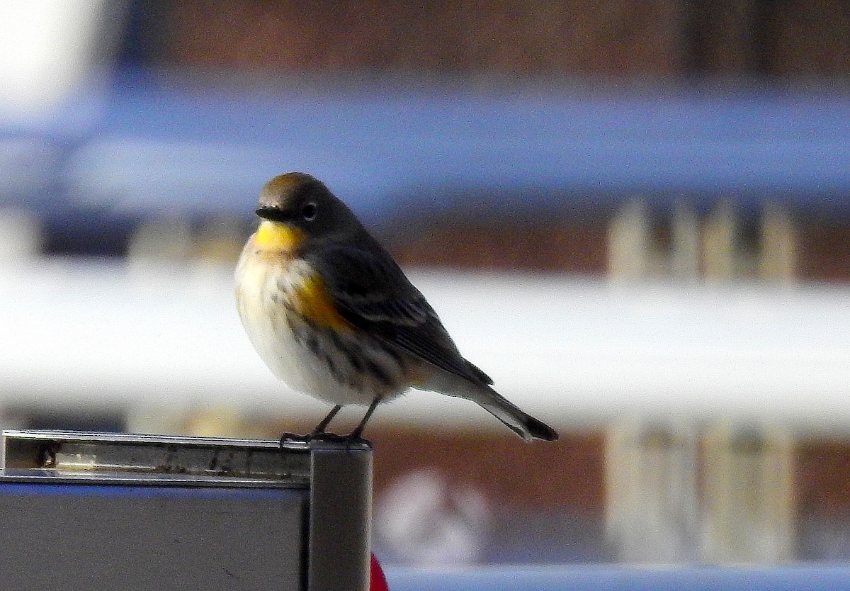 Yellow-rumped Warbler (Audubon's) - ML646803210
