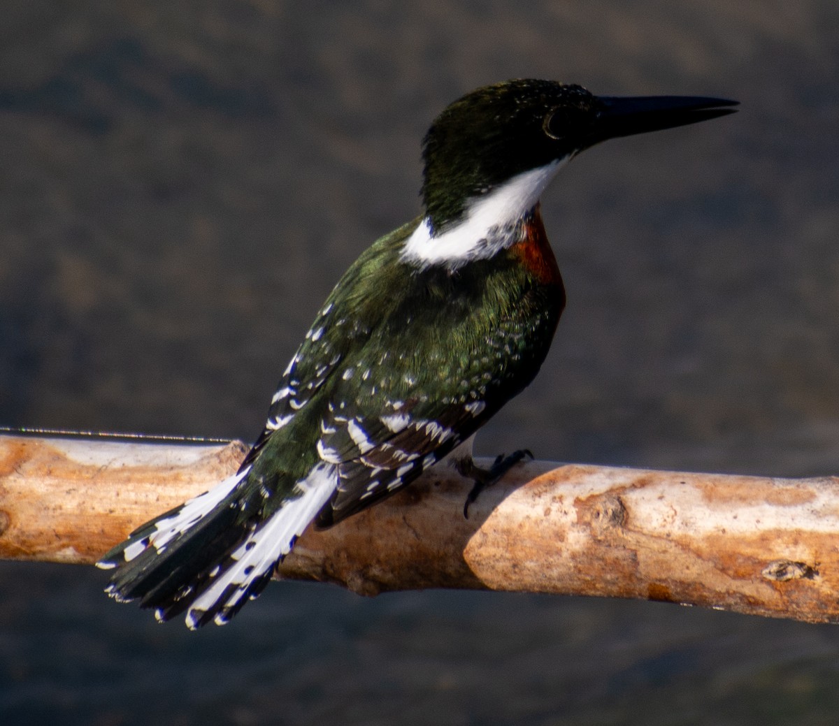 Green Kingfisher - ML646803212