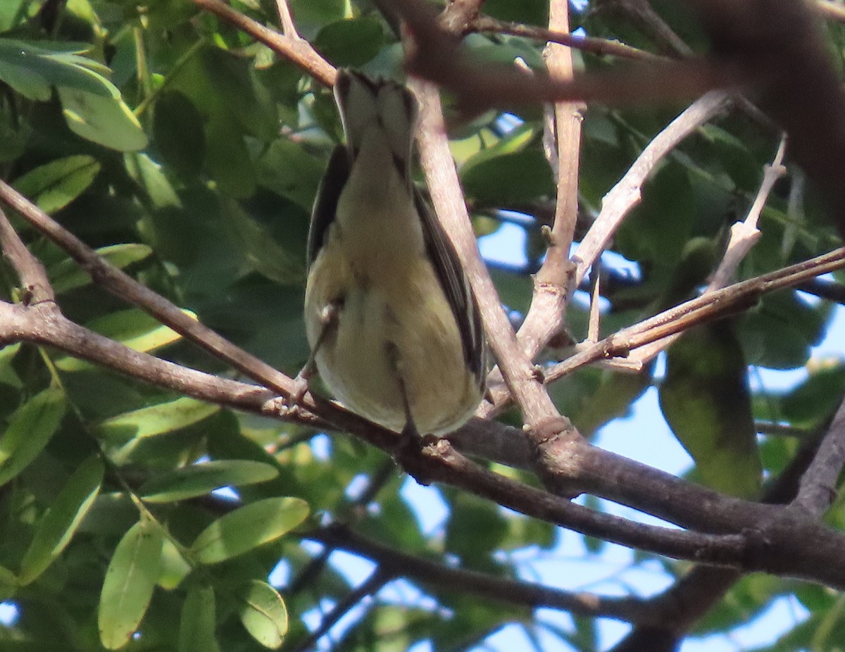 Reinita Castaña - ML646803213