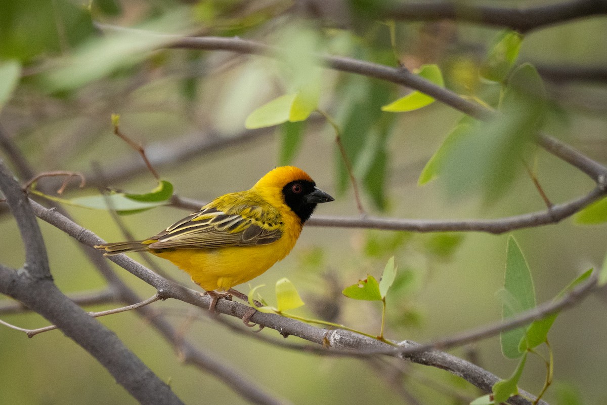 Southern Masked-Weaver - ML646803215