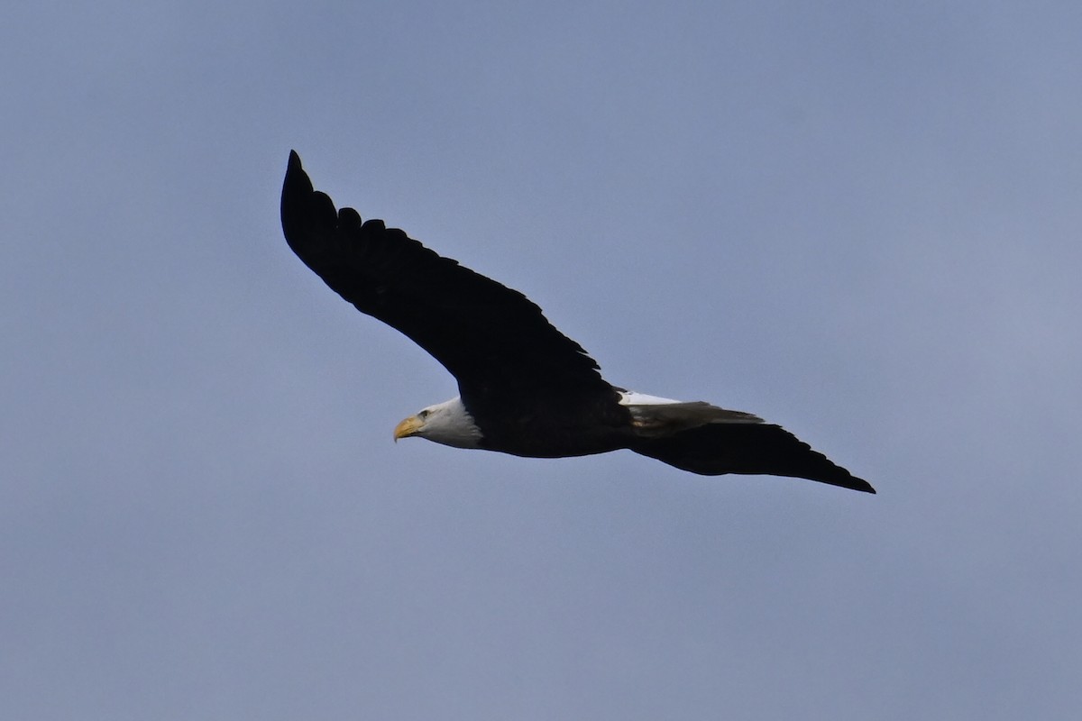 Bald Eagle - ML646803216