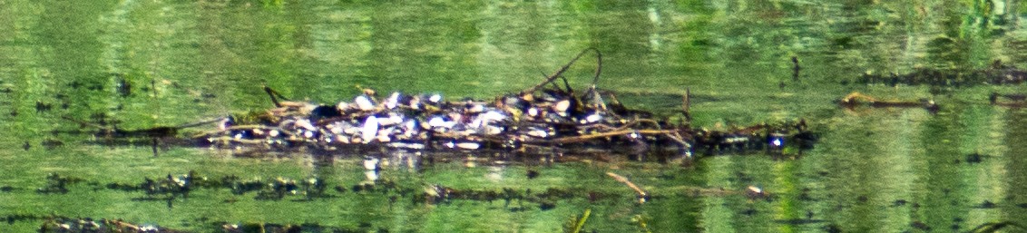 Animals - ML646803217