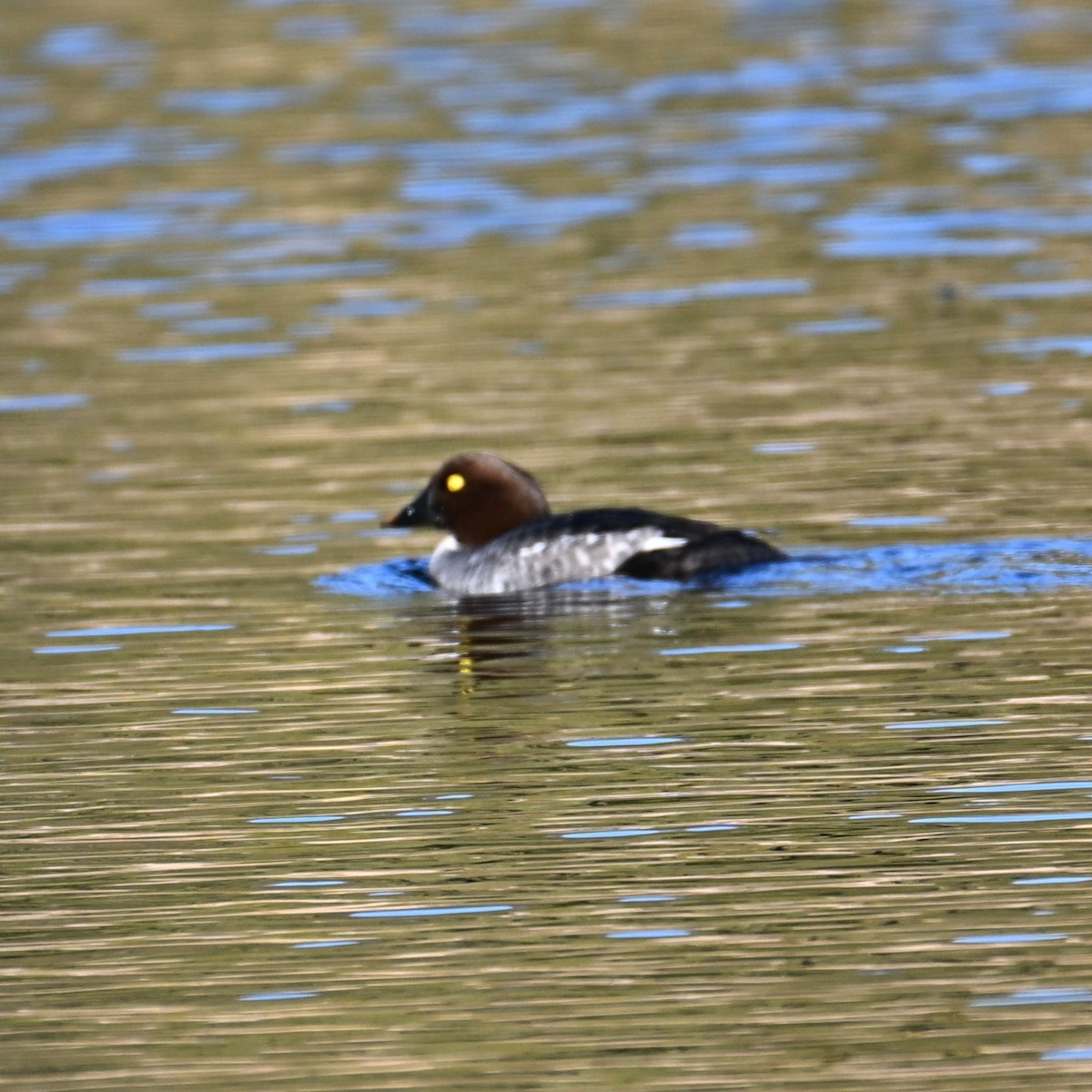 Common Goldeneye - ML646803218