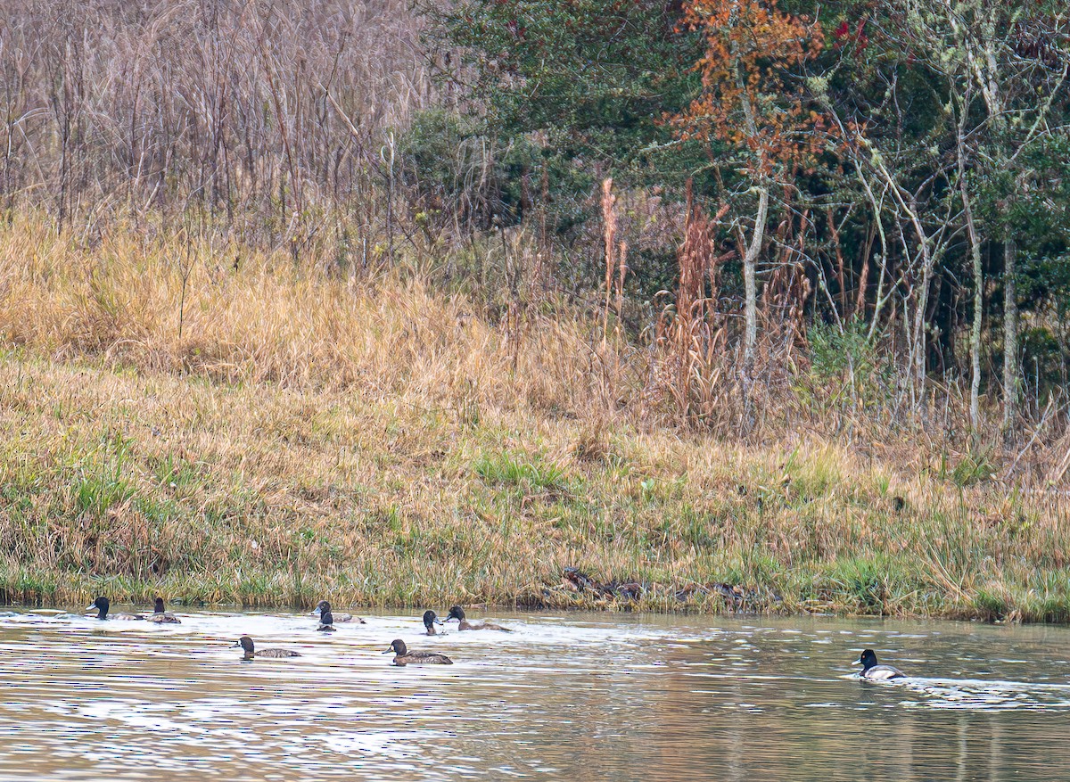 Lesser Scaup - ML646803219
