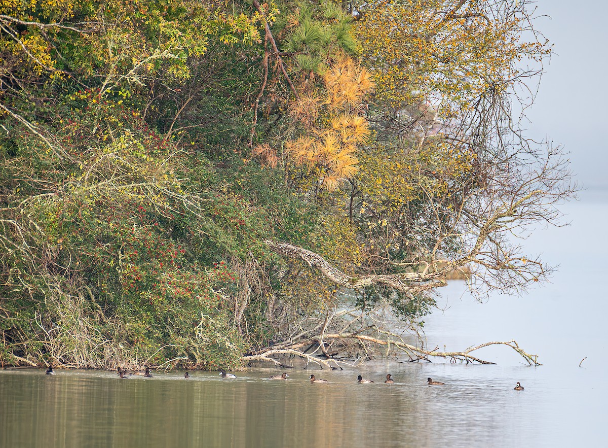 Lesser Scaup - ML646803220