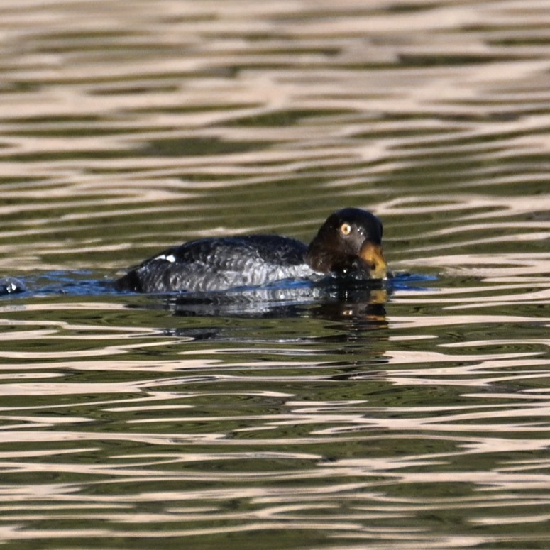 Common Goldeneye - ML646803221
