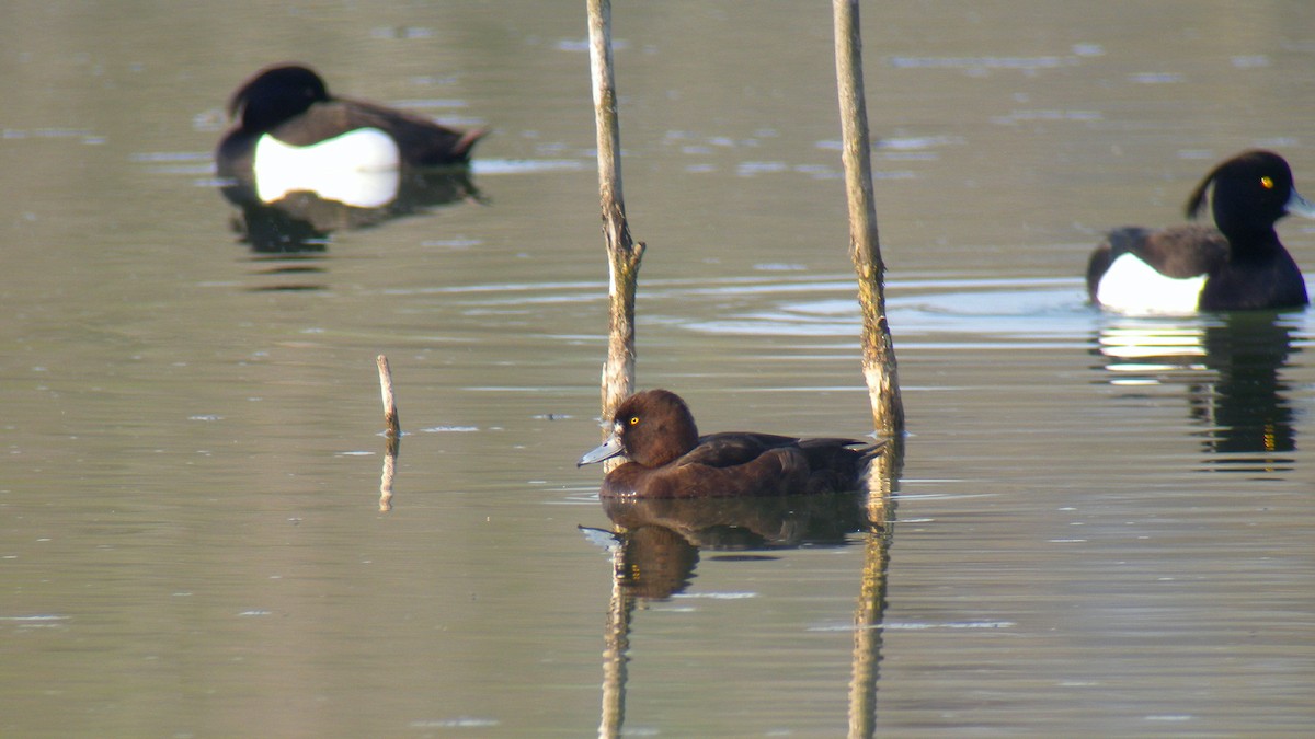 Tufted Duck - ML646803222