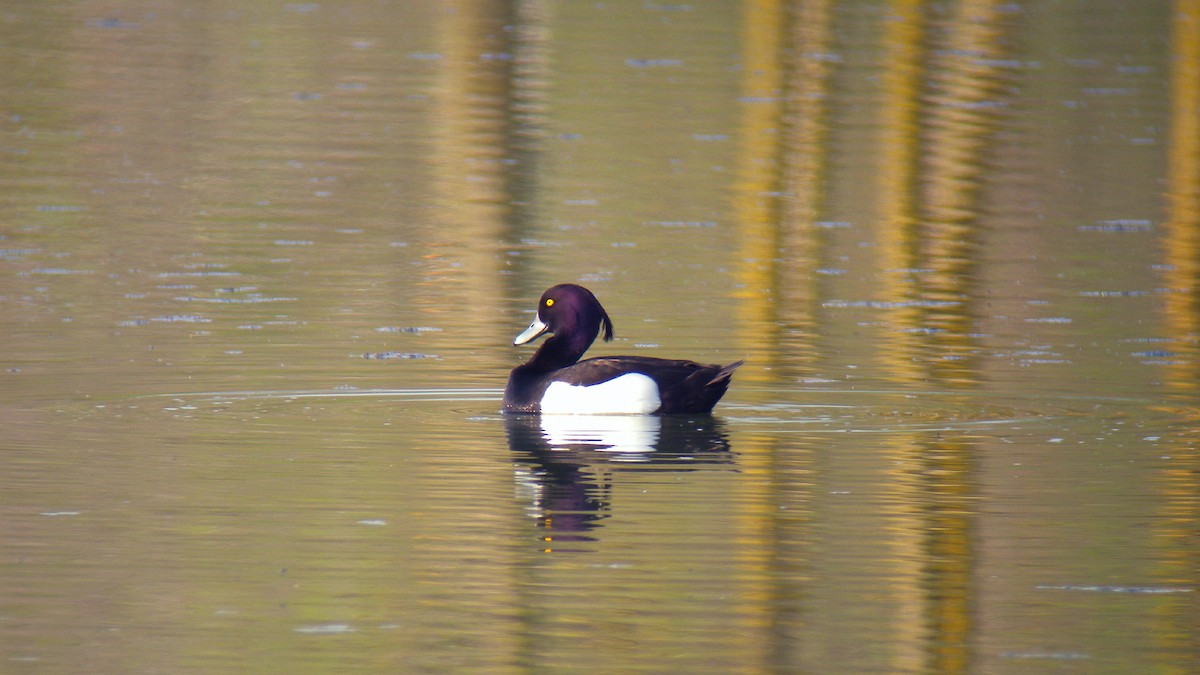 Tufted Duck - ML646803223