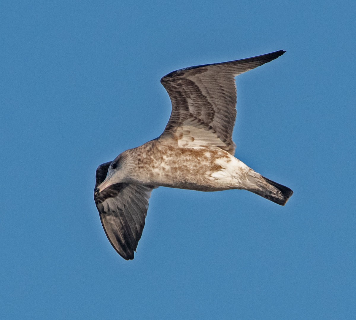 Gaviota Californiana - ML646803224
