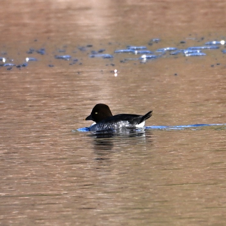 Common Goldeneye - ML646803226