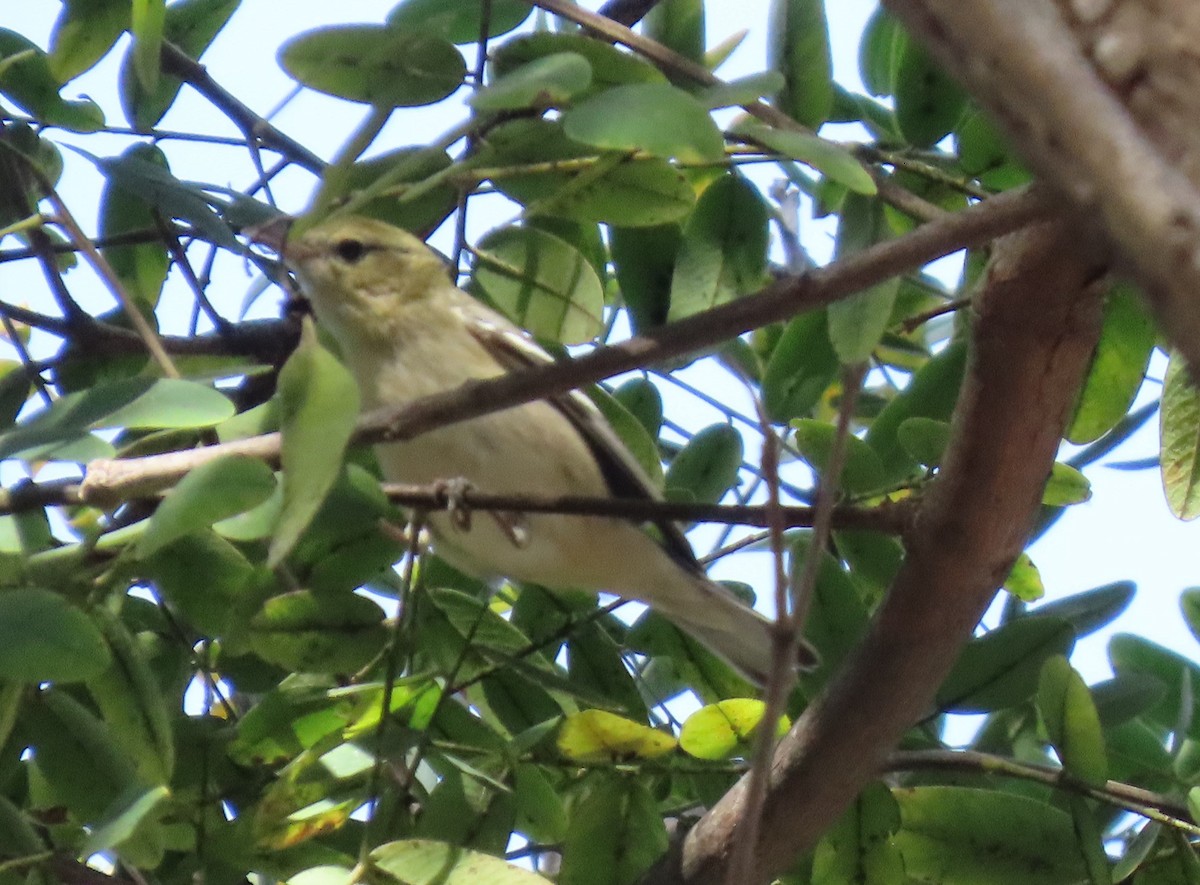 Reinita Castaña - ML646803227