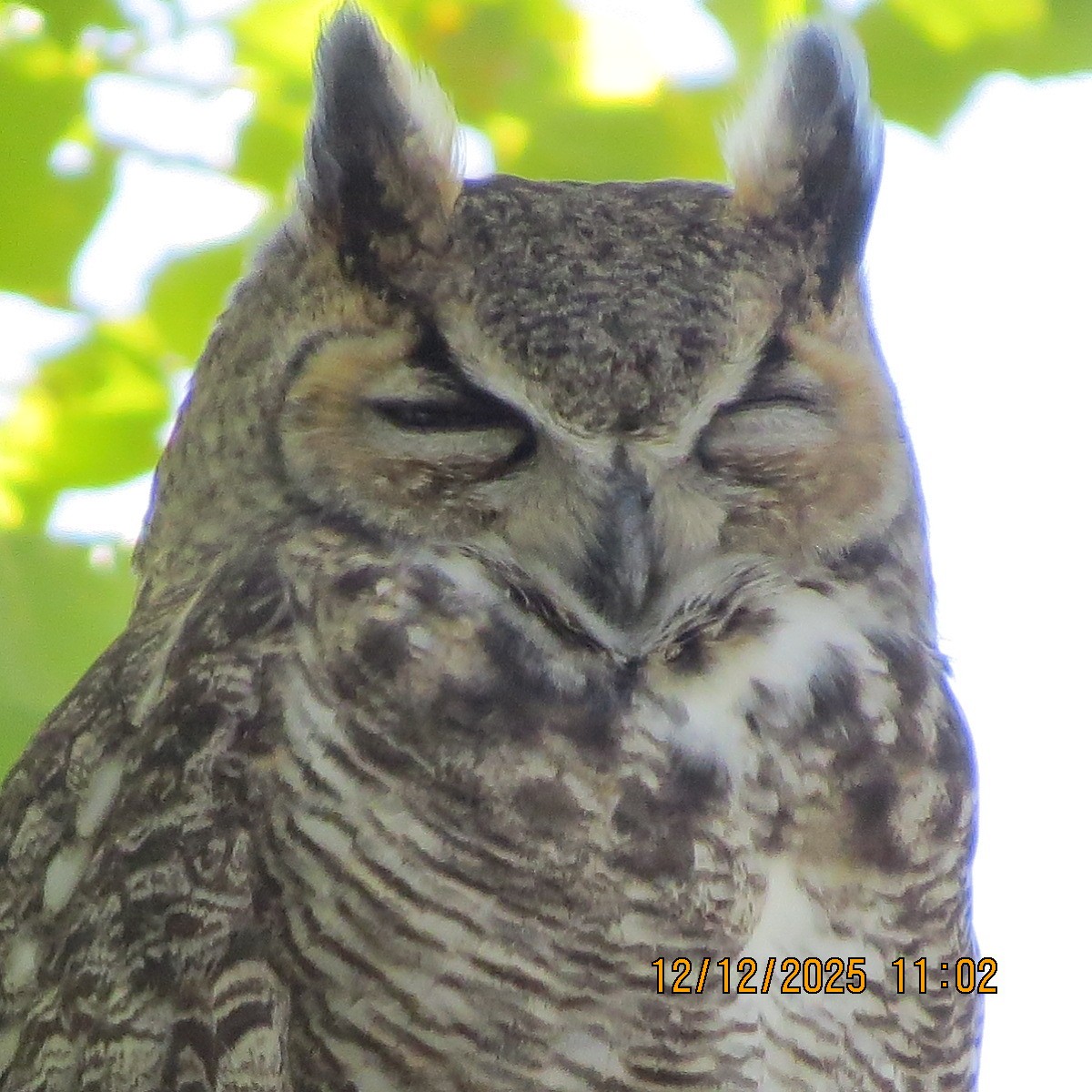 Great Horned Owl - ML646803228