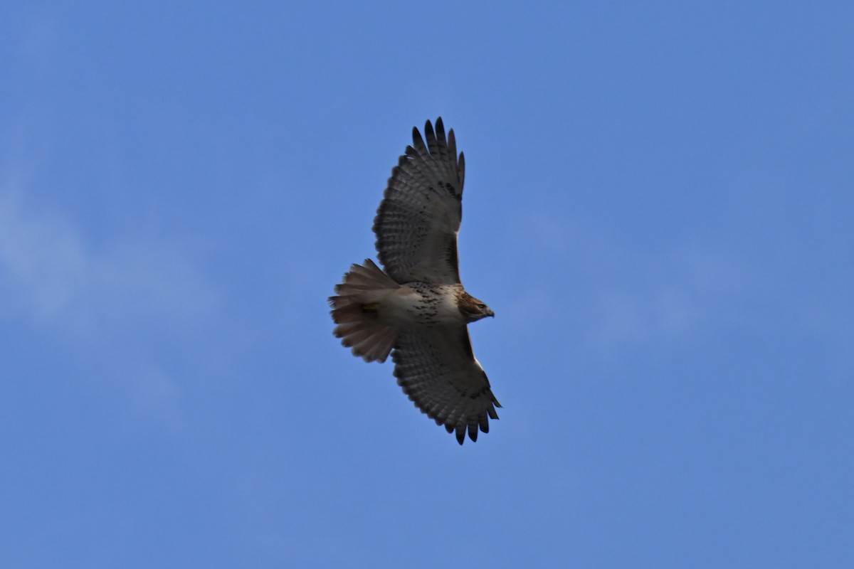Red-tailed Hawk - ML646803229