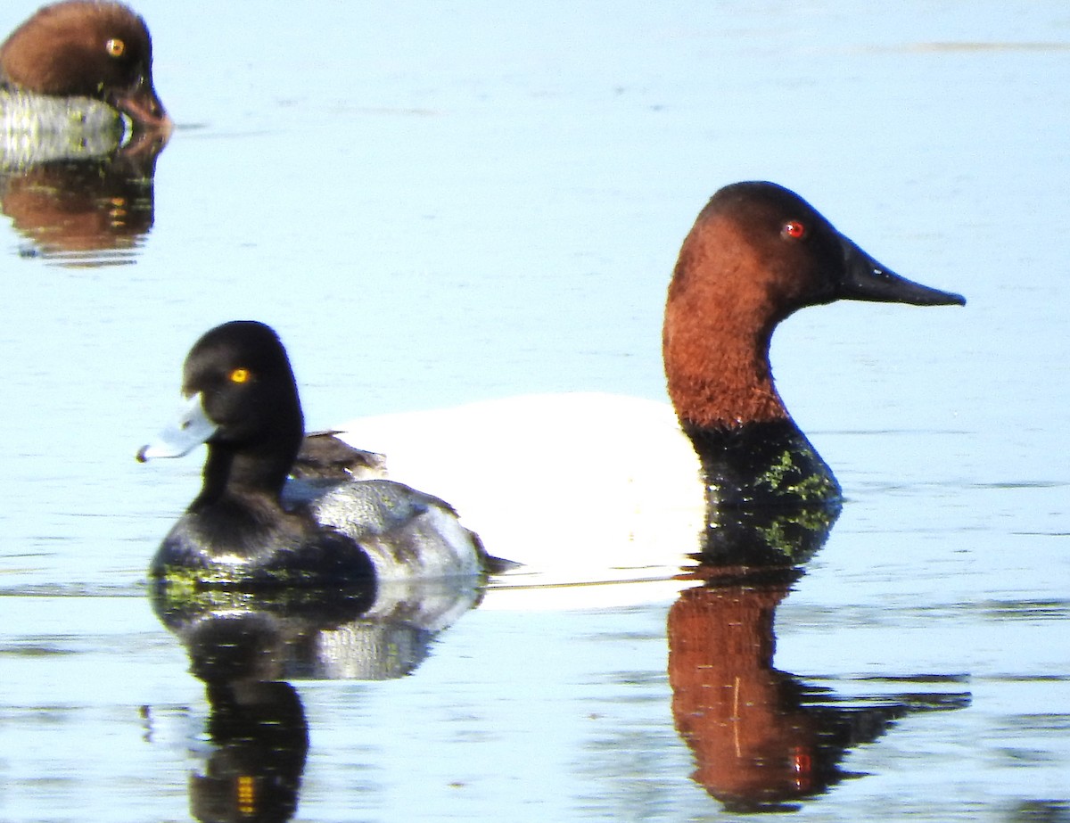 Парусиновый нырок - ML646803230