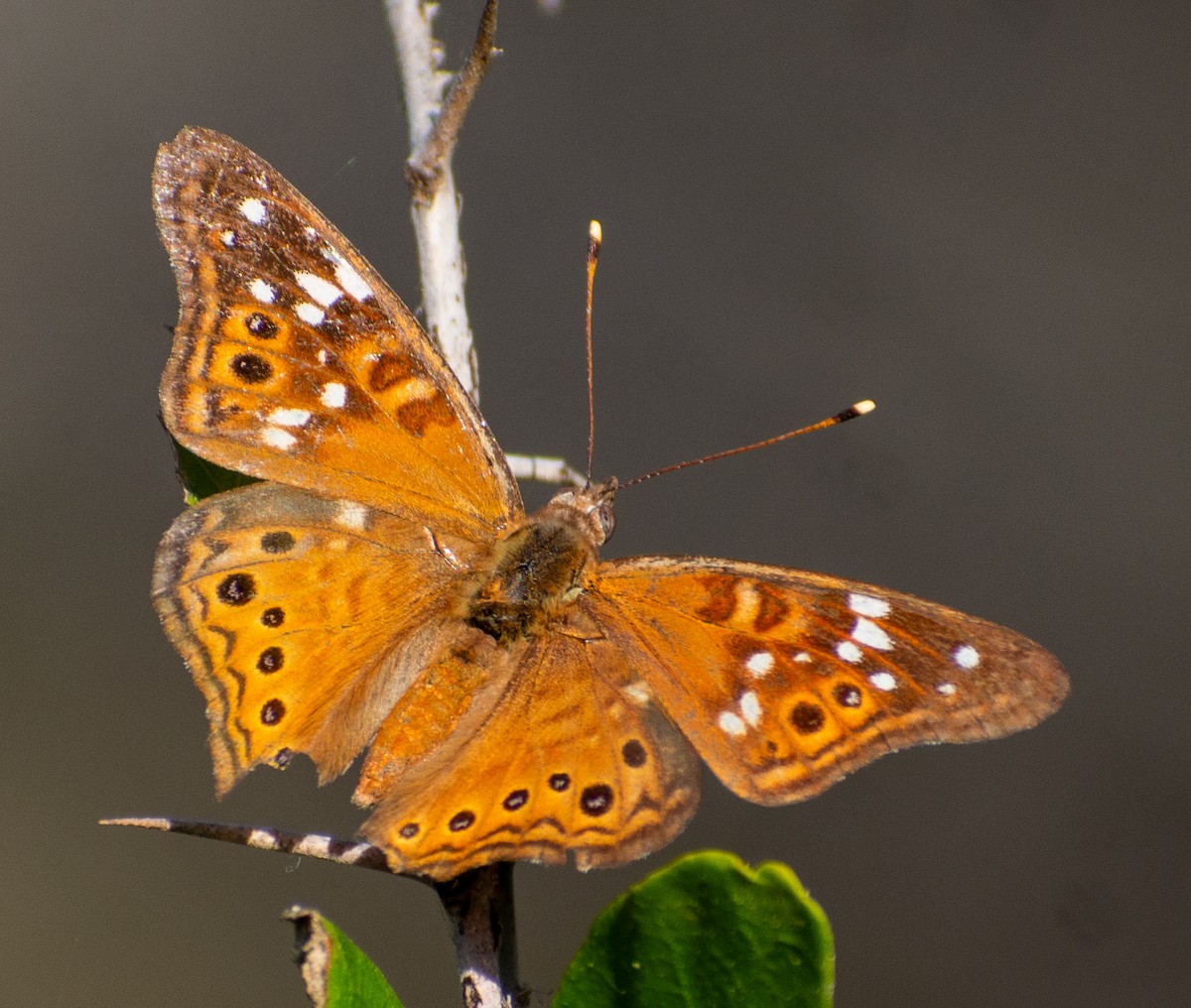 Animals - ML646803231