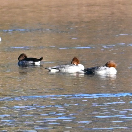Common Goldeneye - ML646803232