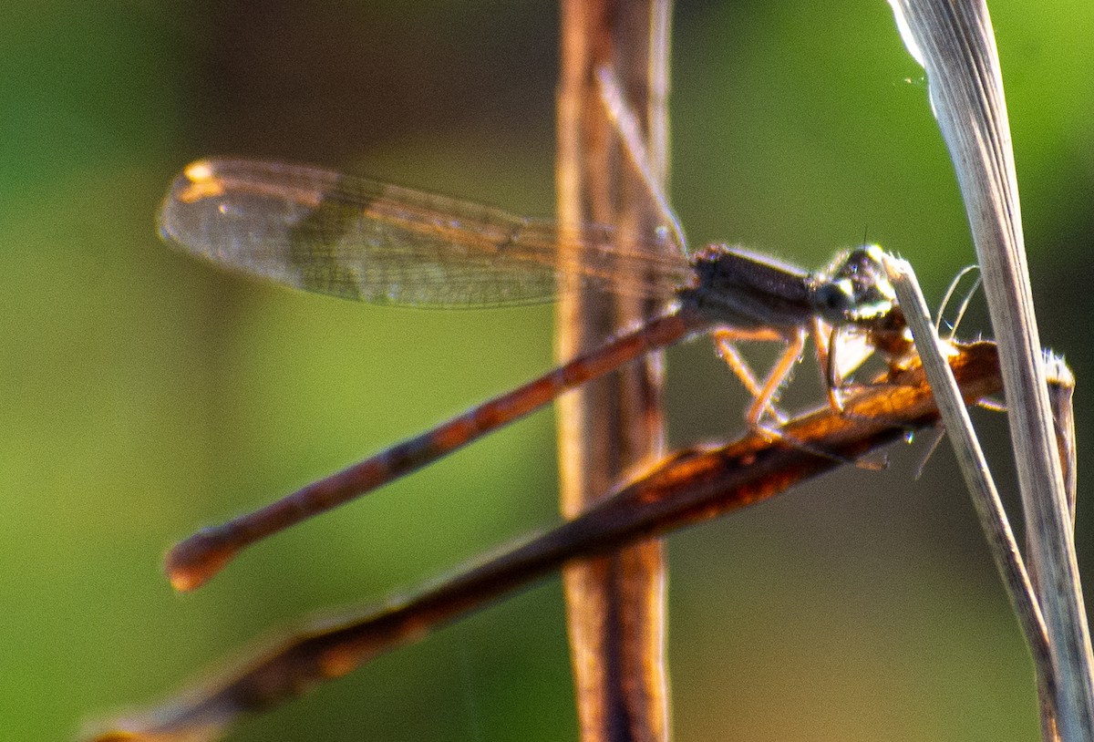 Animals - ML646803233