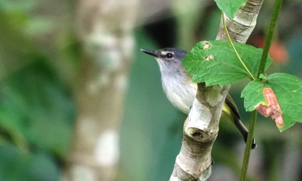 Slate-headed Tody-Flycatcher - ML646803234