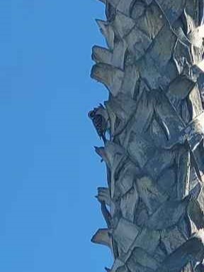 Nuttall's Woodpecker - ML646803235