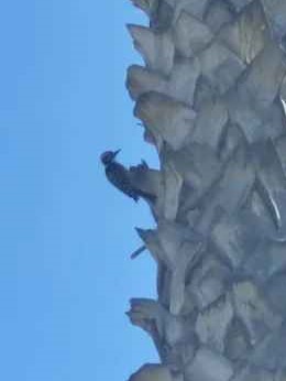 Nuttall's Woodpecker - ML646803236