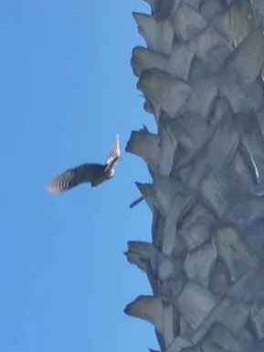 Nuttall's Woodpecker - ML646803237