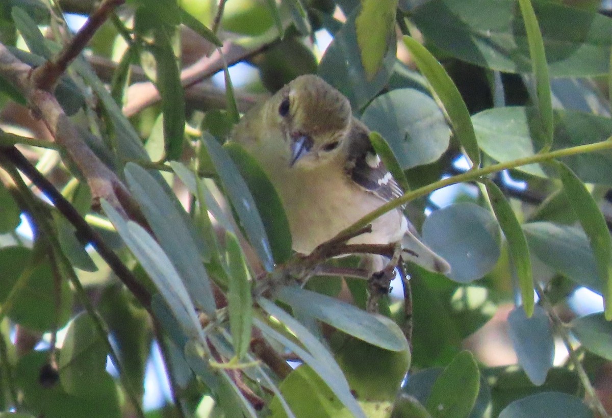 Reinita Castaña - ML646803240