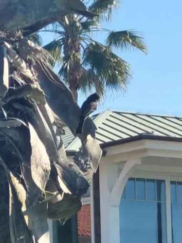 Mosquero Negro - ML646803242